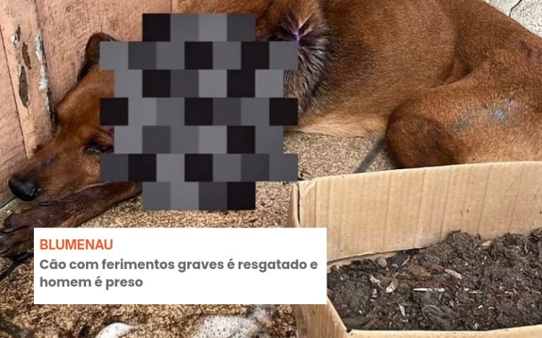 Cão com ferimentos graves é resgatado e homem é preso em Blumenau