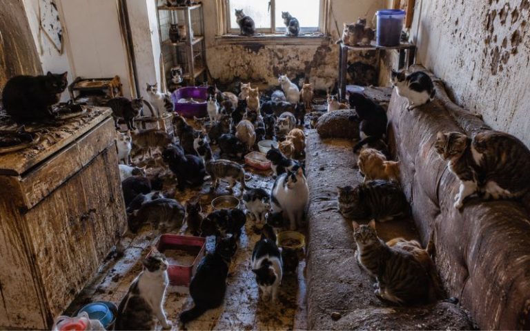 Após descumprimento de acordo, MP ajuíza ação contra tutora dos 400 gatos em Concórdia