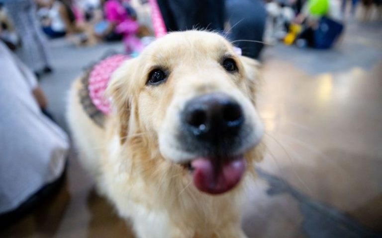 Cãominhada de Blumenau abre inscrições gratuitas para 31ª edição
